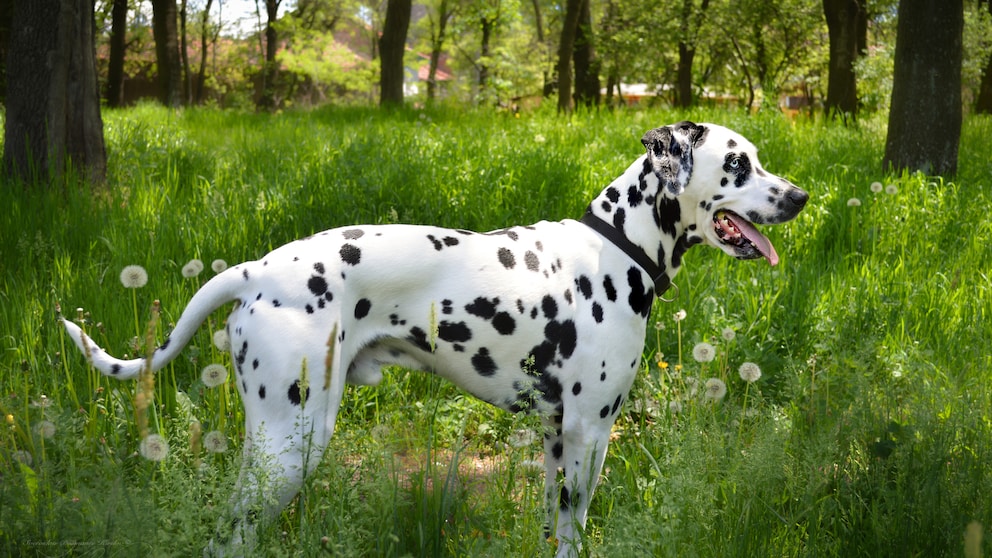 Ein Dalmatiner steht im Gras