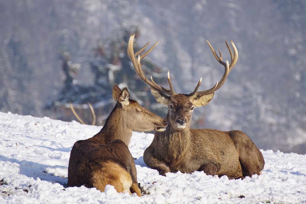 Rothirsche im Winter