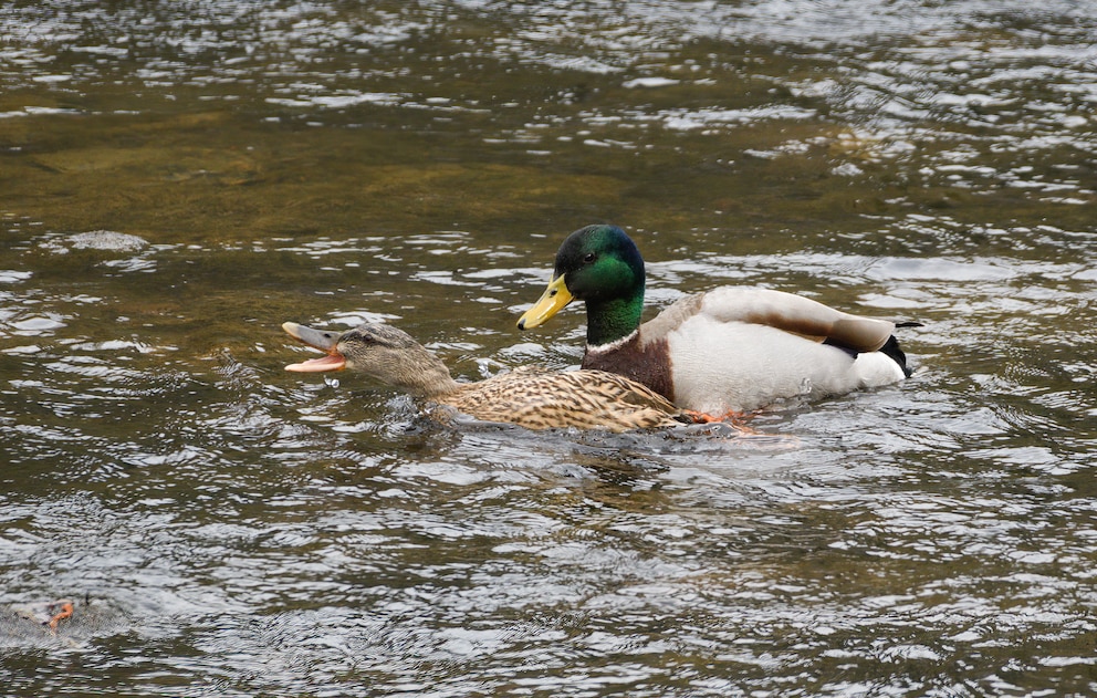 Stockenten bei der Paarung auf dem Wasser