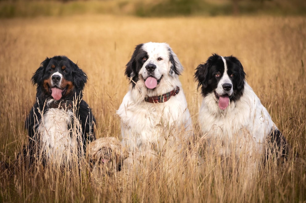 Die Süßesten Hunderassen Der Welt Die 12 größten Hunderassen der Welt - PETBOOK