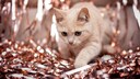 Hund und Katze an Silvester