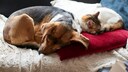 Eine Katze und ein Hund schlafen nebeneinander