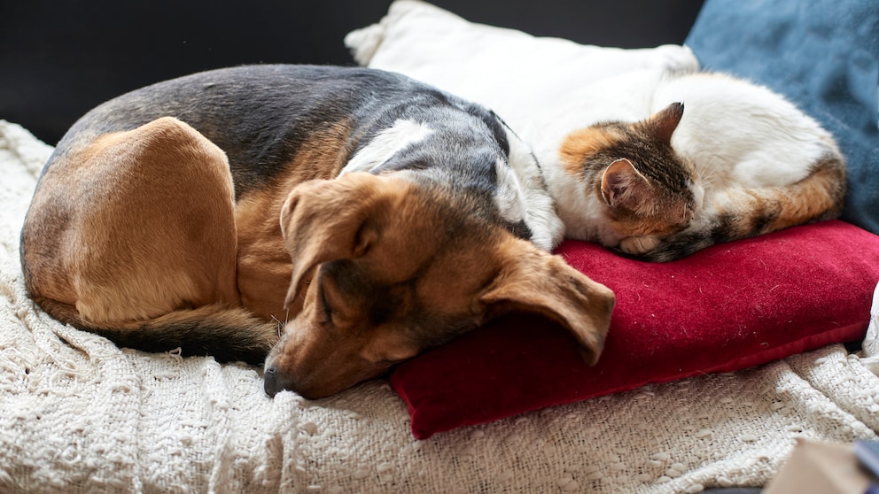 Eine Katze und ein Hund schlafen nebeneinander