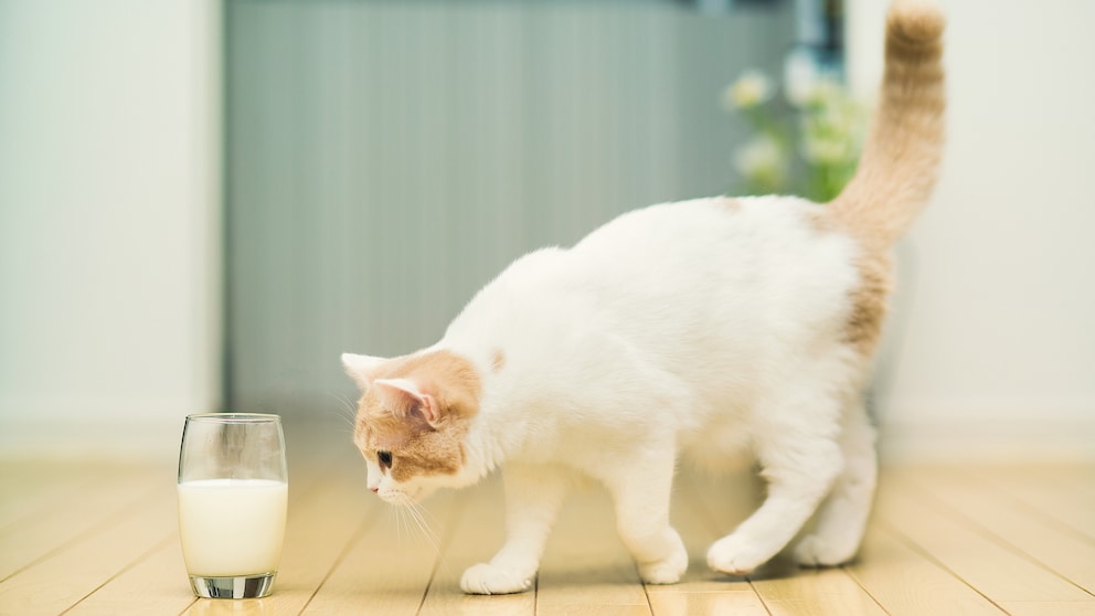 Warum Katzen keine Milch bekommen sollten