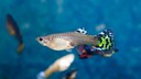weiblicher Guppy