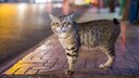 Manx-Katze