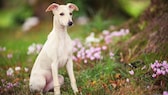 Ein Whippet sitzt brav im Gras