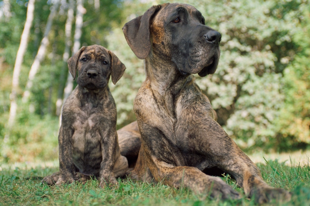 Deutsche Dogge größte Hunderassen der Welt