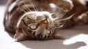 Katze liegt auf dem Rücken genüsslich in der Sonne