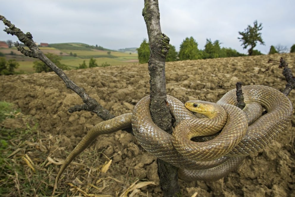 An Aesculapian snake next to a potato field