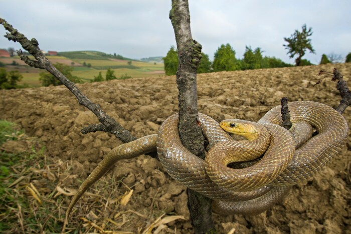 An Aesculapian snake next to a potato field