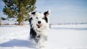 Bordr Collie läuft durch den Schnee mit Tennisball im Mund