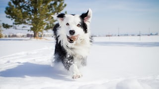 Bordr Collie läuft durch den Schnee mit Tennisball im Mund