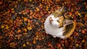 Eine dreifarbige Katze sitzt im Herbstlaub