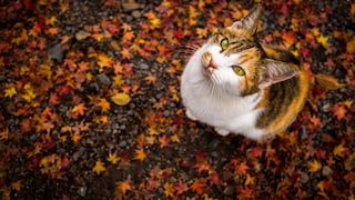 Eine dreifarbige Katze sitzt im Herbstlaub