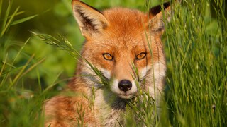 Rotfuchs blickt durch Gras