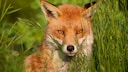 Rotfuchs blickt durch Gras