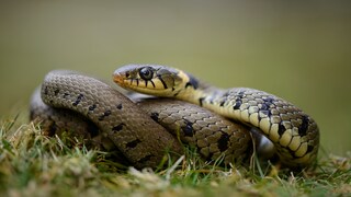 Schlangen in Deutschland: Ringelnatter