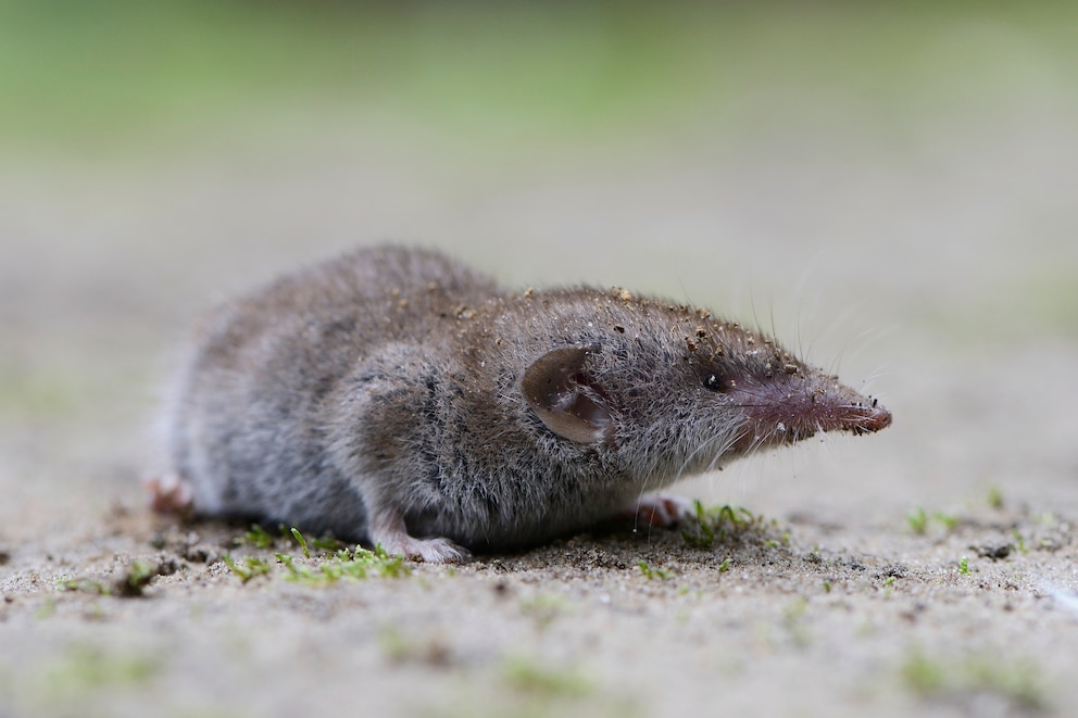 Die Spitzmaus ist eines der giftigsten Tiere Deutschlands