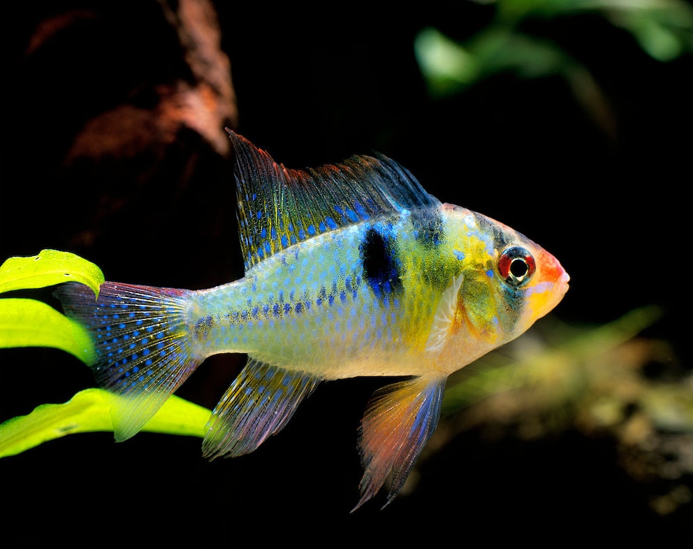 Schmetterlingsbuntbarsch in Aquarium