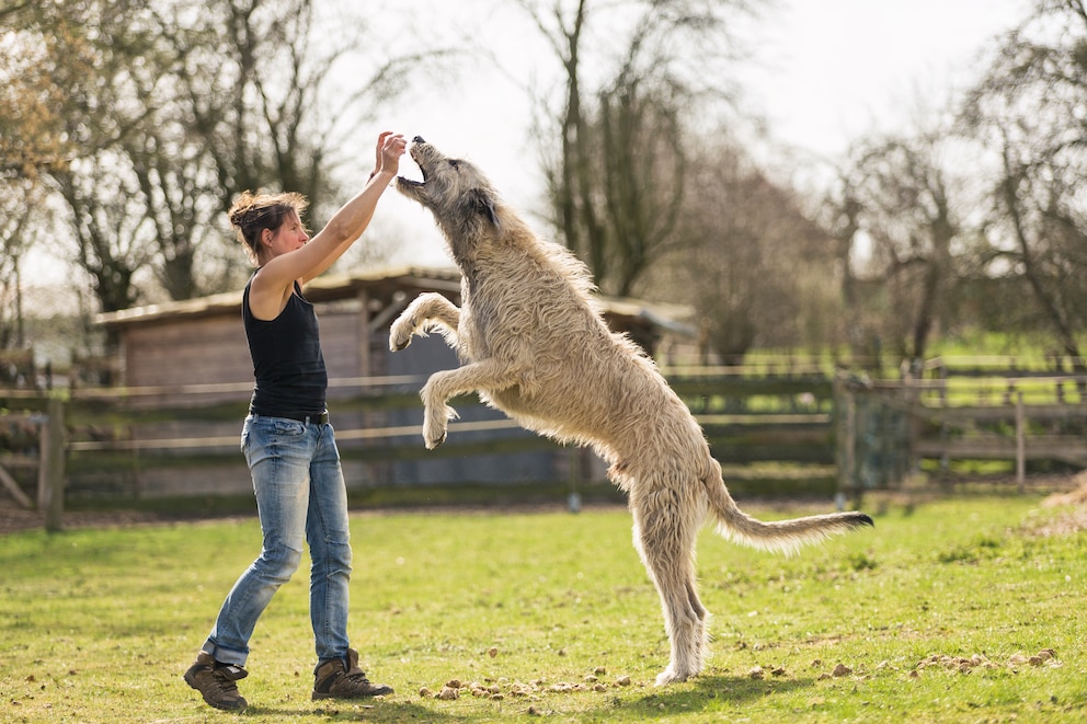 Irischer Wolfshund eine der größten Hunderassen der Welt