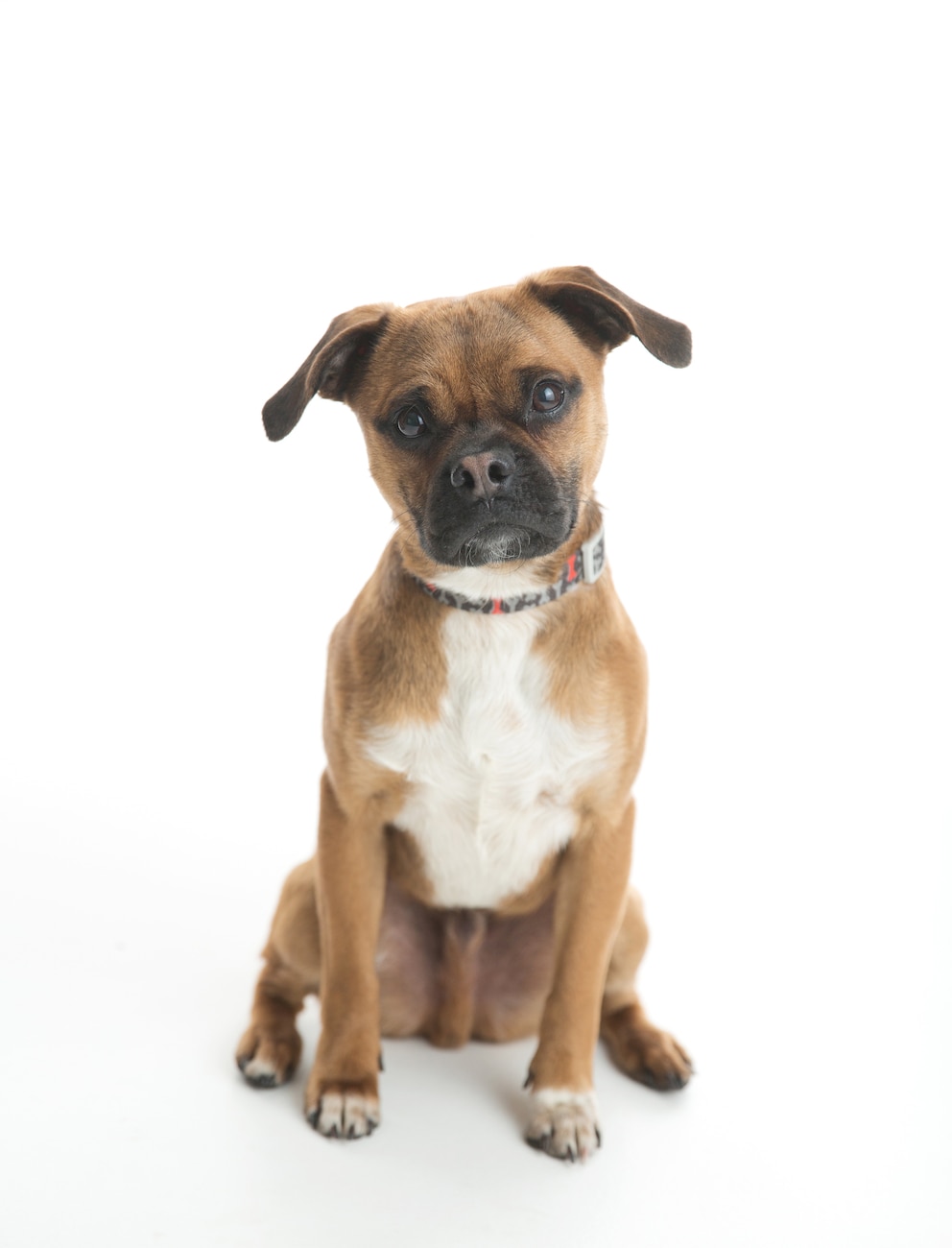 <br>Ein Puggle ist eine Mischung aus Beagle und Mops.