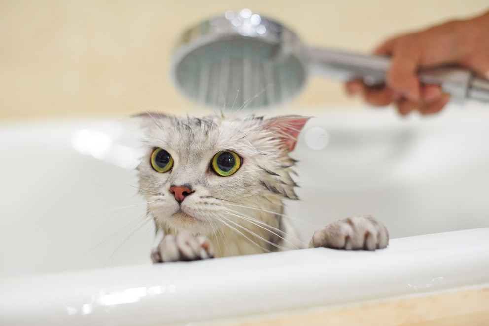 Eine Katze wird in einer Badewanne abgeduscht