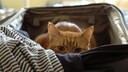 Katze im Koffer entdeckt