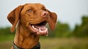 Ein Magyar Vizsla lächelt mit offenem Maul