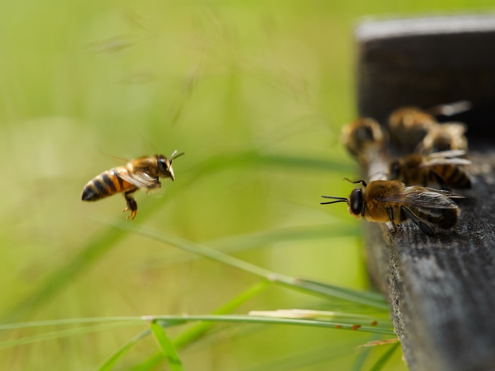 Drohnen sitzen am Stockeingang des bienenvolkes