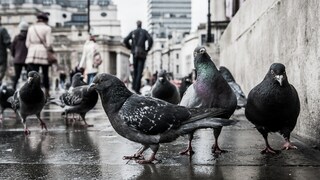 Stadttauben auf dem nassen Gehsteig