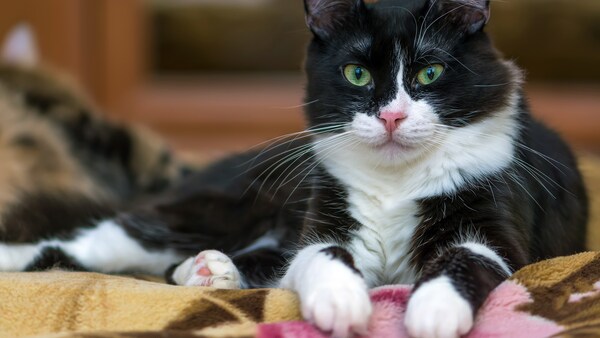 Eine sxhwarz-weiße Katze ist in der Türkei in ein Krankenhaus gelaufen und dort so lange geblieben, bis das Krankenhauspersonal sie behandelt hat