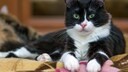 Eine sxhwarz-weiße Katze ist in der Türkei in ein Krankenhaus gelaufen und dort so lange geblieben, bis das Krankenhauspersonal sie behandelt hat