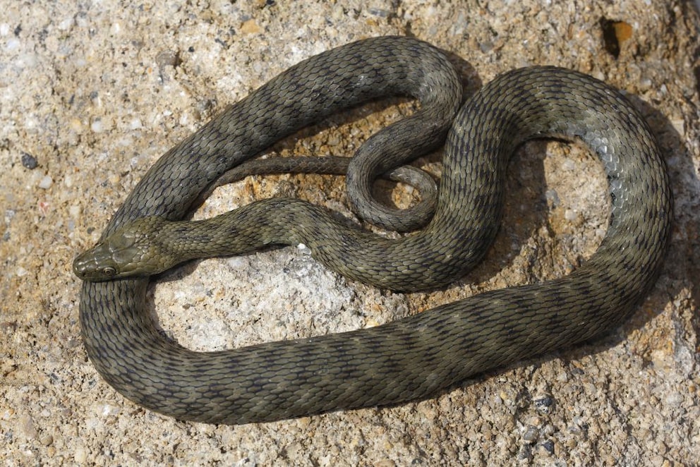 A dice snake sunning on a rock