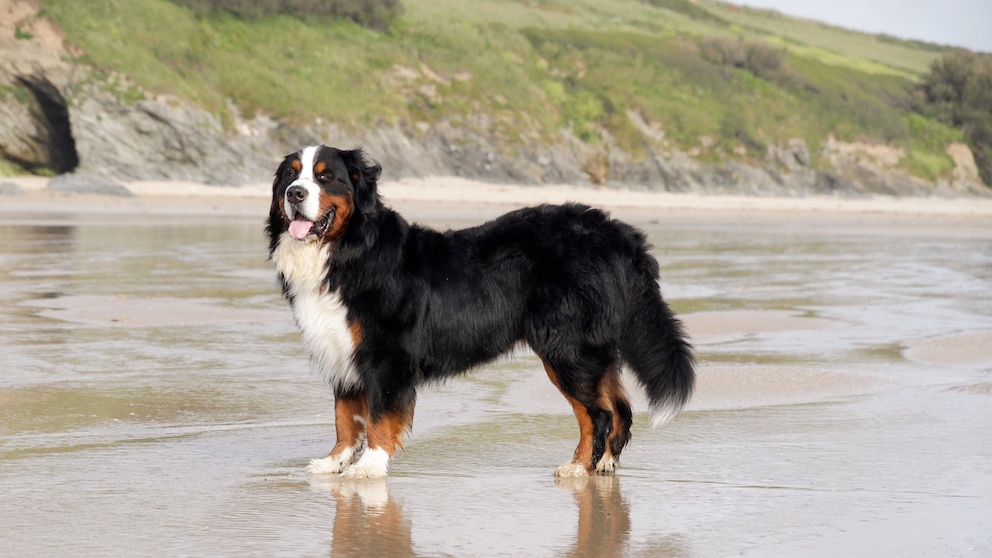 Berner Sennenhund