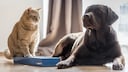 Hund und Katze nebeneinander