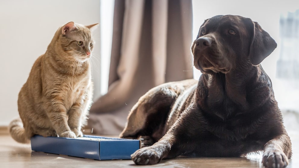 Hund und Katze nebeneinander