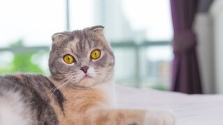 Scottish Fold