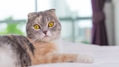 Scottish Fold