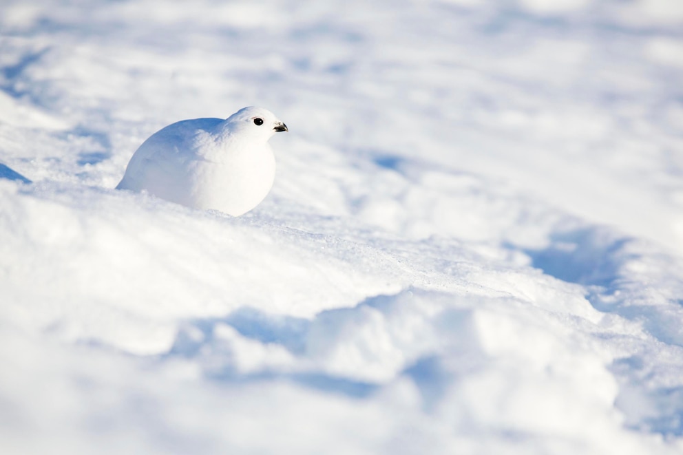 Alpenschneehuhn im Winter