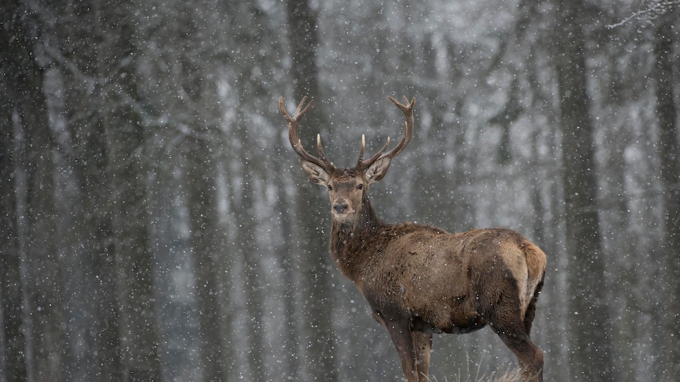 Rothirsch im Schnee
