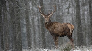 Rothirsch im Schnee