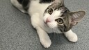 Die geschlechtslose Katze Hope schaut nach oben