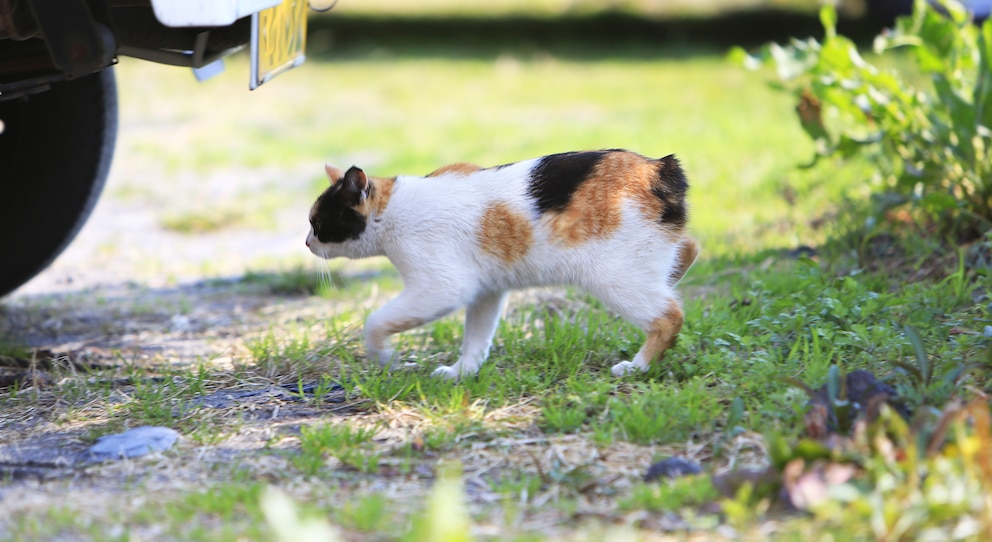 Japanese Bobtail Katze beim Streunern in einem Park in Kagoshima, Japan