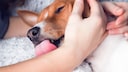 Ein Mädchen hält ihren Hund im Arm, der ihr über die Hand leckt