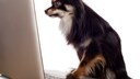 Hund sitzt vor dem Laptop und starrt gebannt auf den Bildschirm