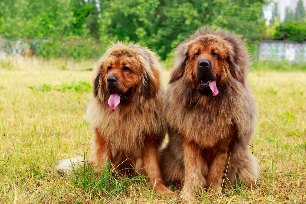 Tibet Dogge