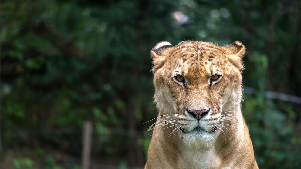 Liger