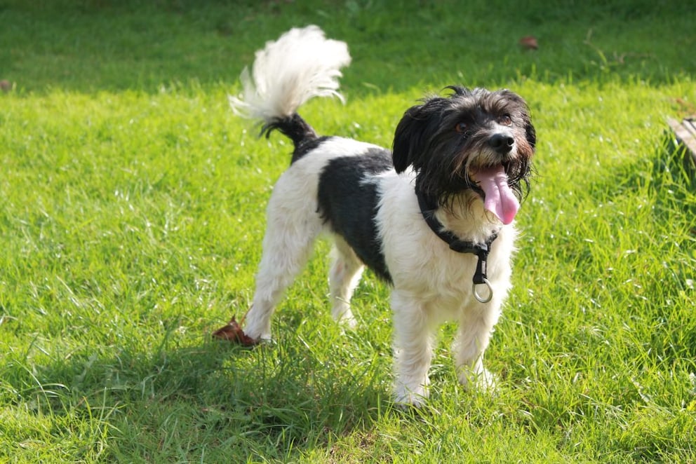 Was die Schwanzhaltung beim Hund bedeutet - PETBOOK