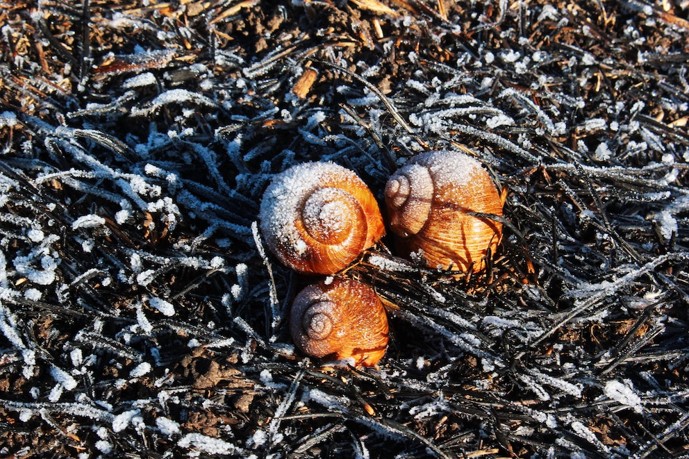 Weinbergschnecke im Winter